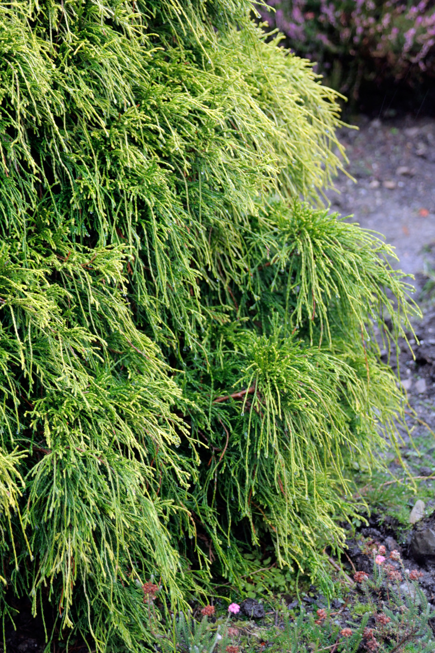 Chamaecyparis pisifera 'sungold'