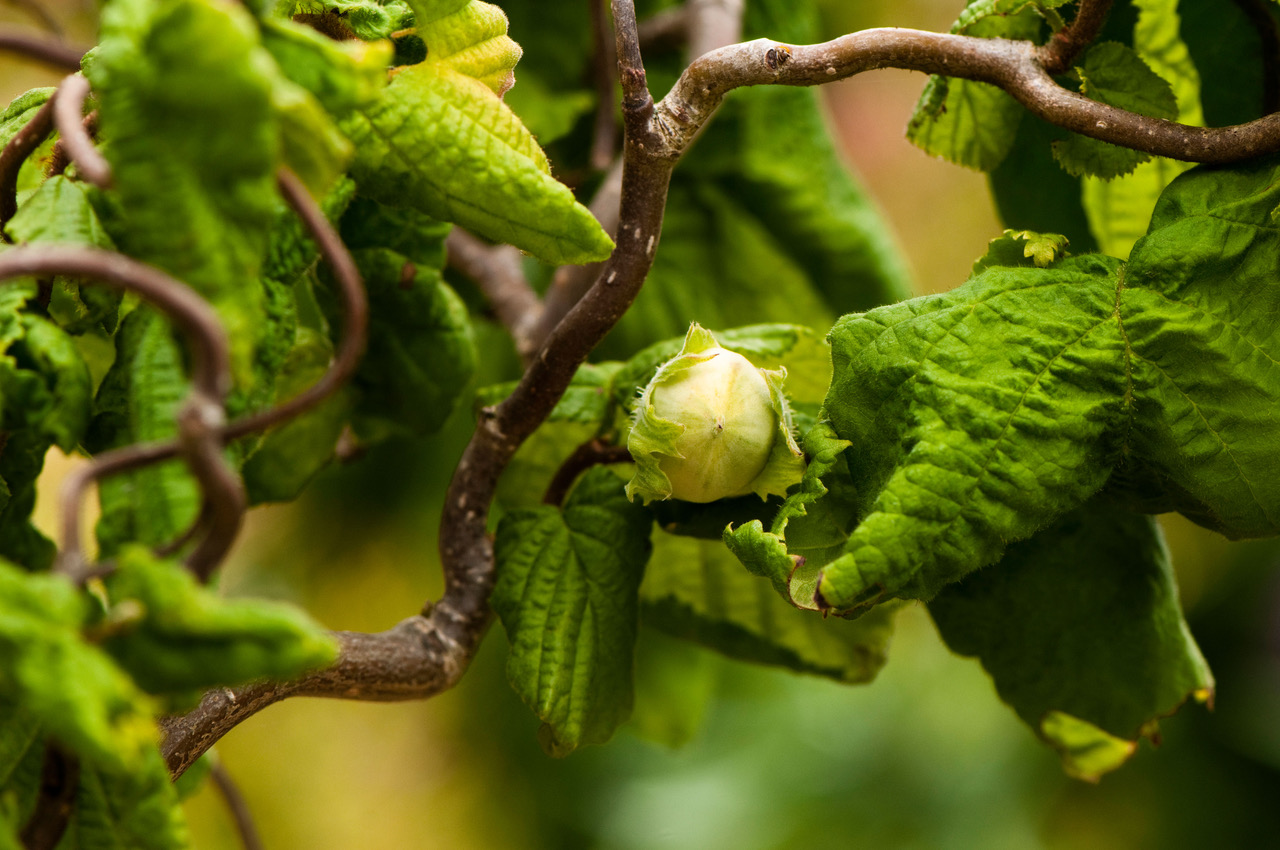Corylus avellana contorta