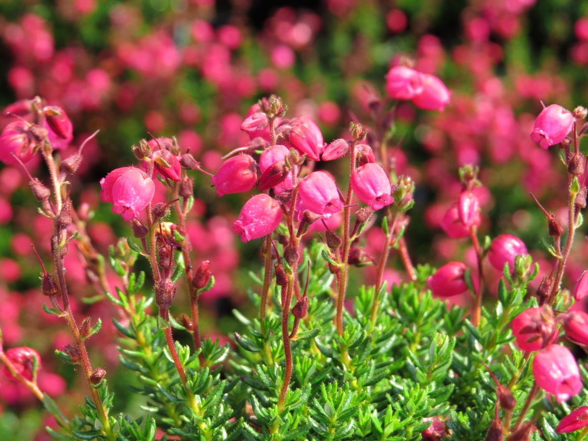 Angelina Irish Heath