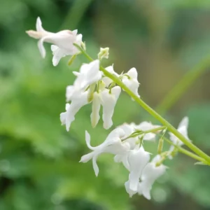 Dicentra Titanium, Bleeding Heart Titanimu