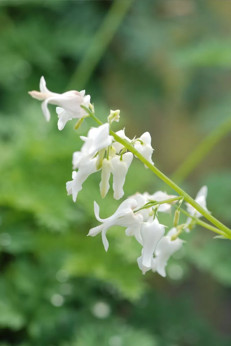 Dicentra Titanium, Bleeding Heart Titanimu