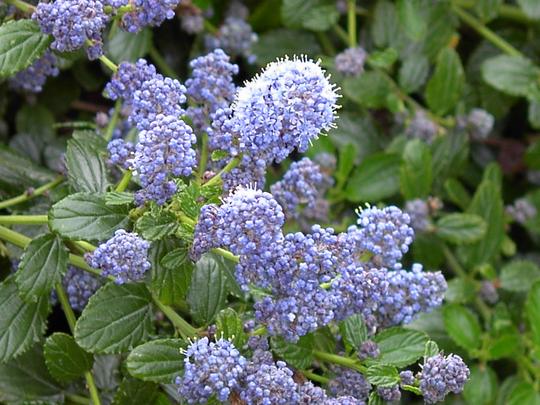 Creeping California Lilac, Ceanothus