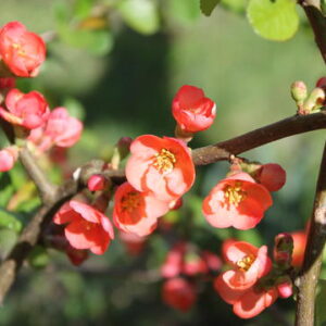 Chaenomeles superba orange beauty, Flowering Quince