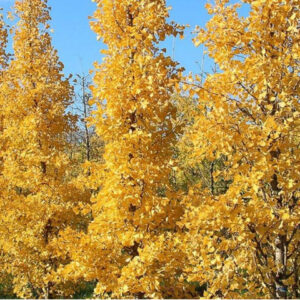 Ginkgo biloba 'André Briant'