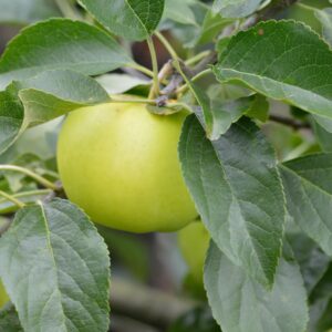 Malus golden delicious, Double U shape