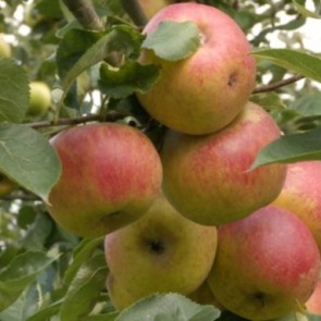 Malus Red Boskoop