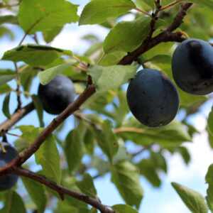 Purnus domestica hauszwetsche