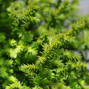 cryptomeria japonica vilmoriniana