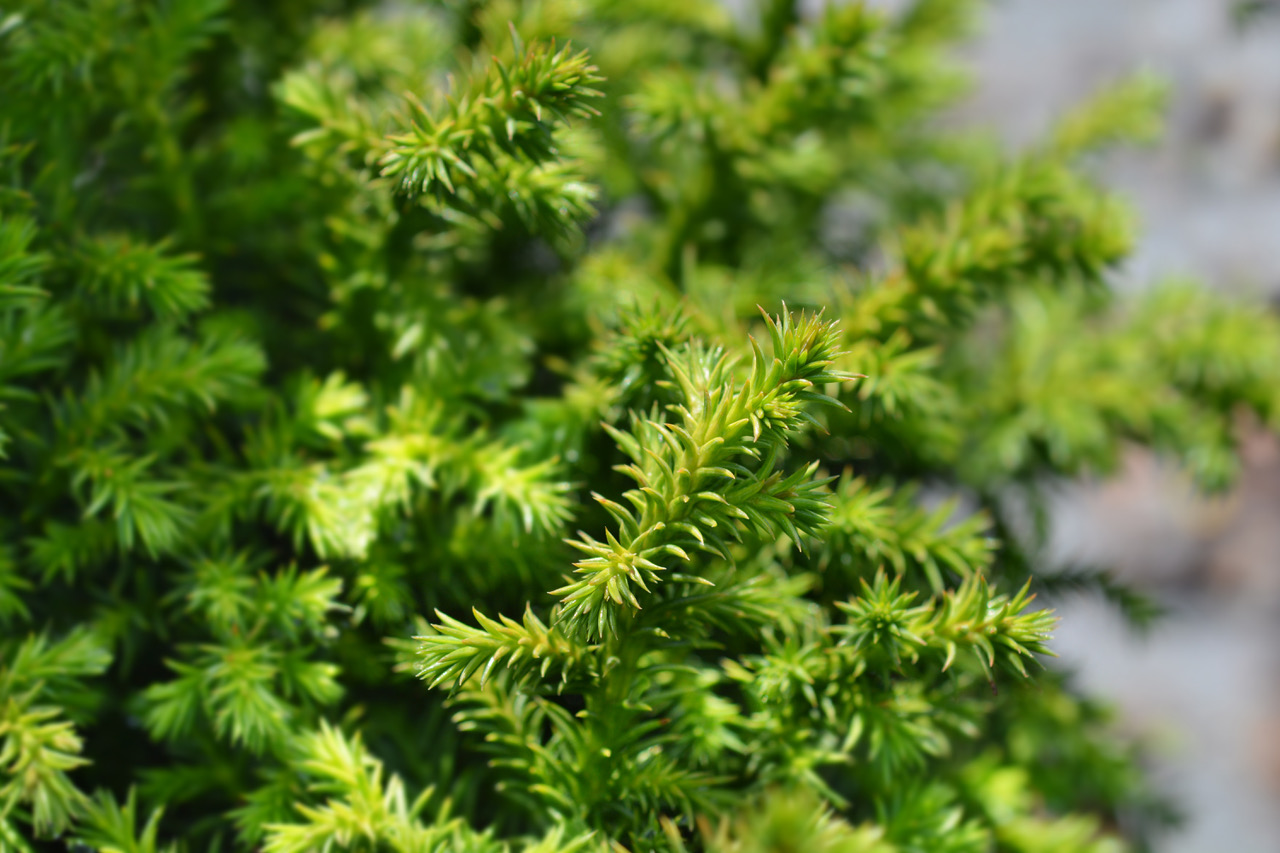 cryptomeria japonica vilmoriniana