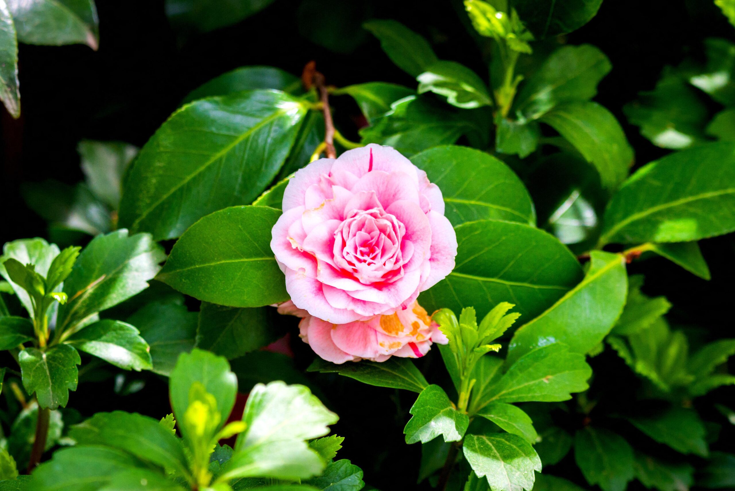 Camellia japonica ( 4 colour options ) - Image 3