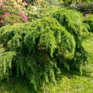 Cedrus ‘Feeling Blue’ (Groundcover Weeping Blue Cedar)