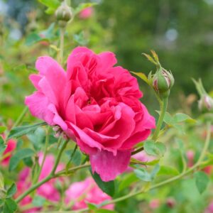 Rosa Thomas a Becket - David Austin Rose in flower
