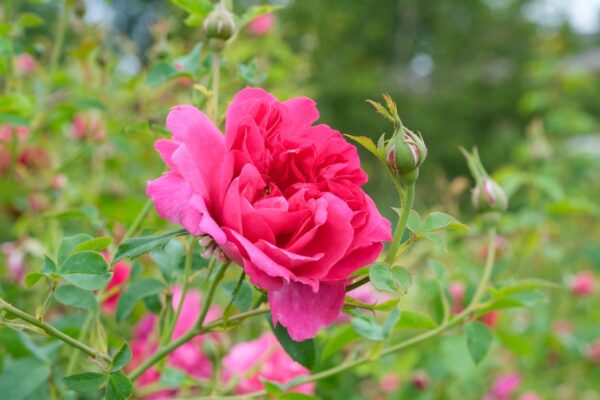 David Austin Rose ‘Thomas à Becket’ | Caragh Nurseries