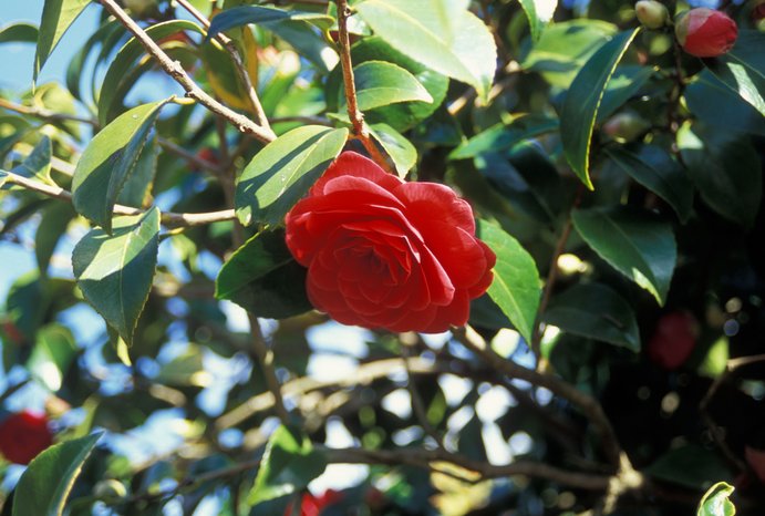 Camellia japonica ( 4 colour options ) - Image 4