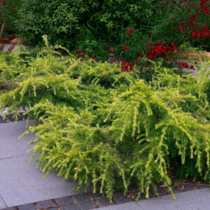 Cedrus ‘Golden Horizon’ (Groundcover Golden Cedar)