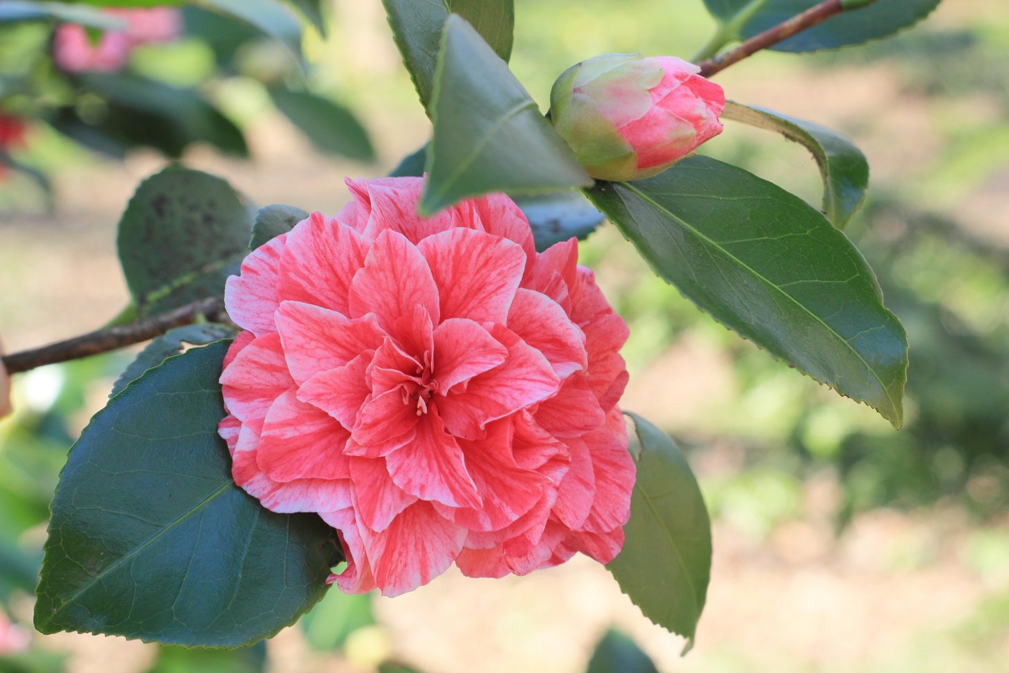 Camellia Japonica 'Blood of China' Pink flowering Camellia