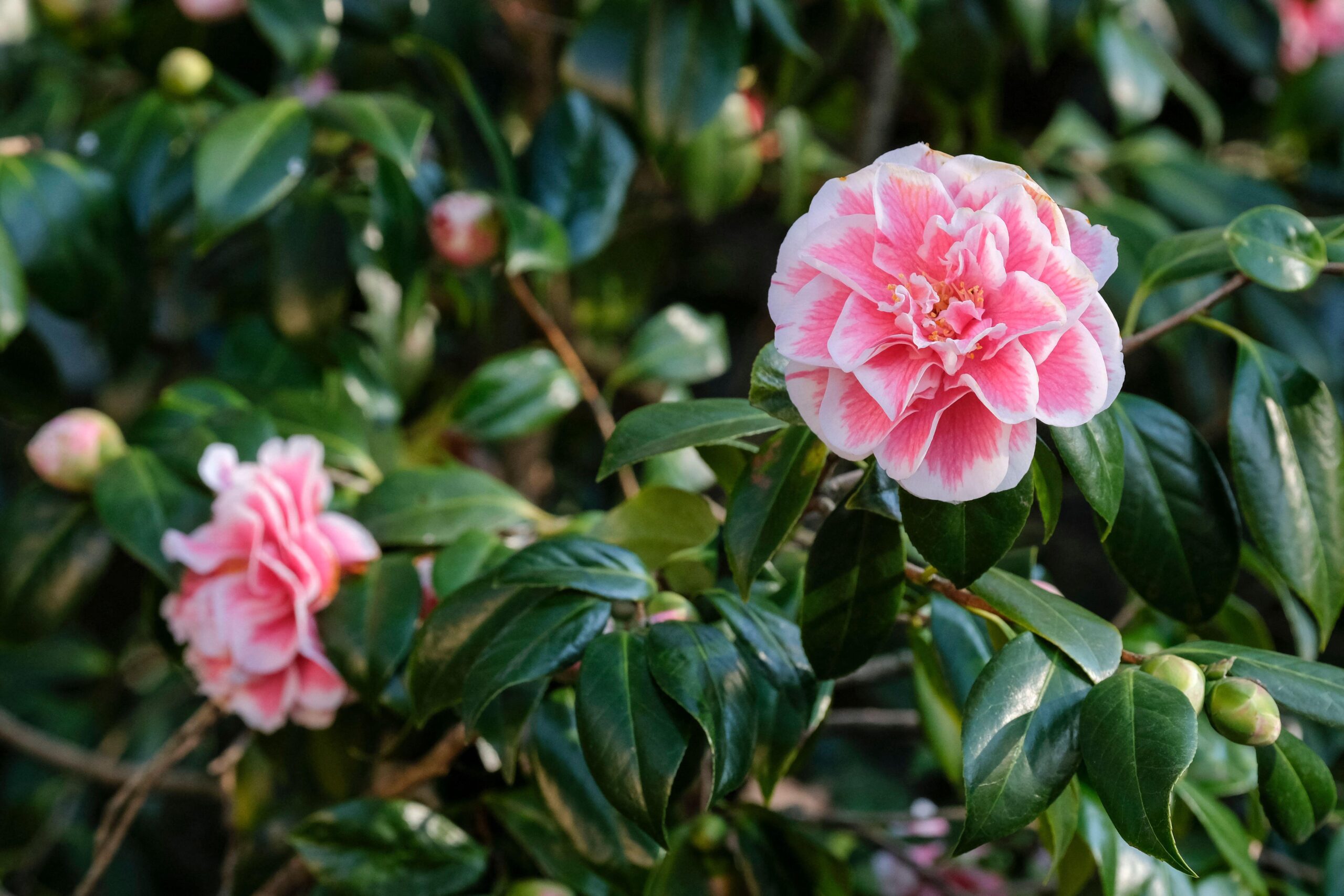 Camellia japonica ( 4 colour options ) - Image 2