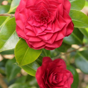Camellia japonica ‘Roger Hall’