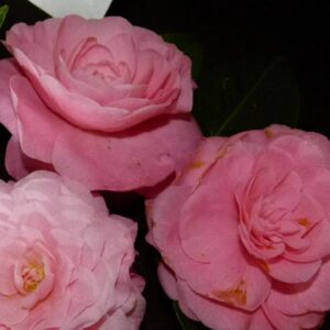 Camellia Nuccios Cameo