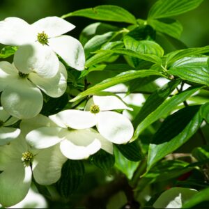 Cornus kousa ‘Robert’s Select'