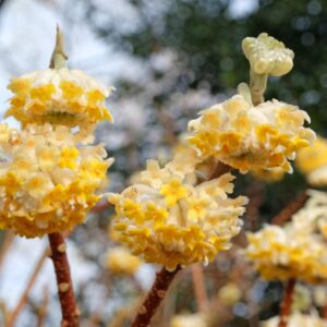 Edgeworthia chrys. Grandiflora