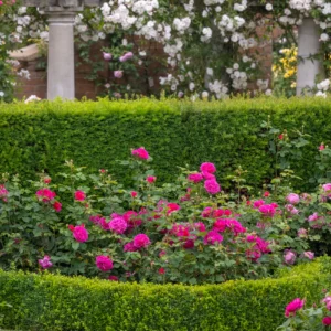 David Austin Rose ‘Gabriel Oak’ (English Shrub Rose)