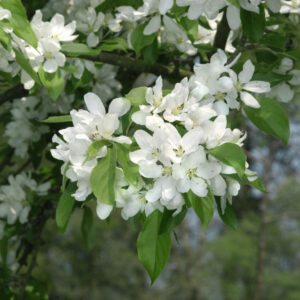 John Downie Apple tree