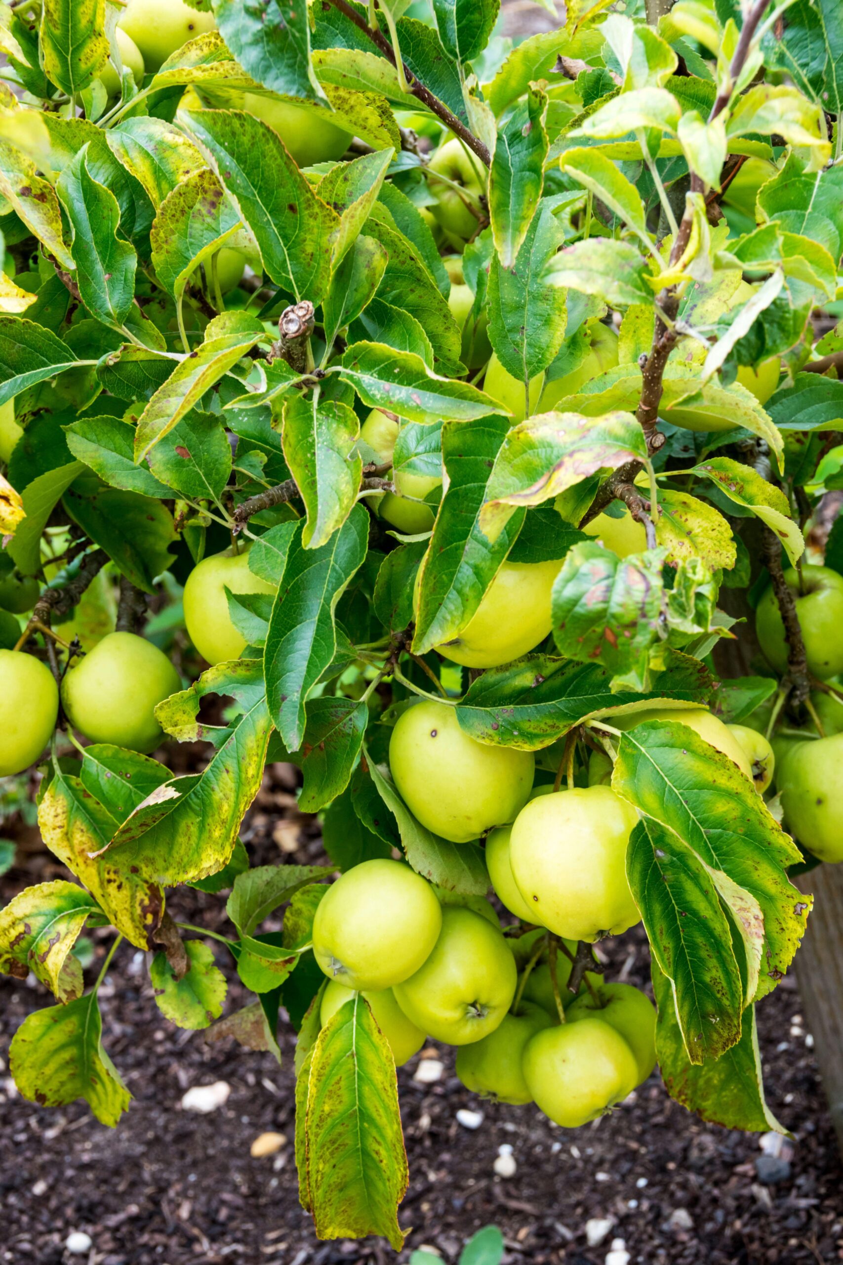 Malus suntan, green apple