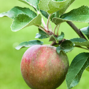 Malus worcester pearmain, Worcester Pearmain Apple