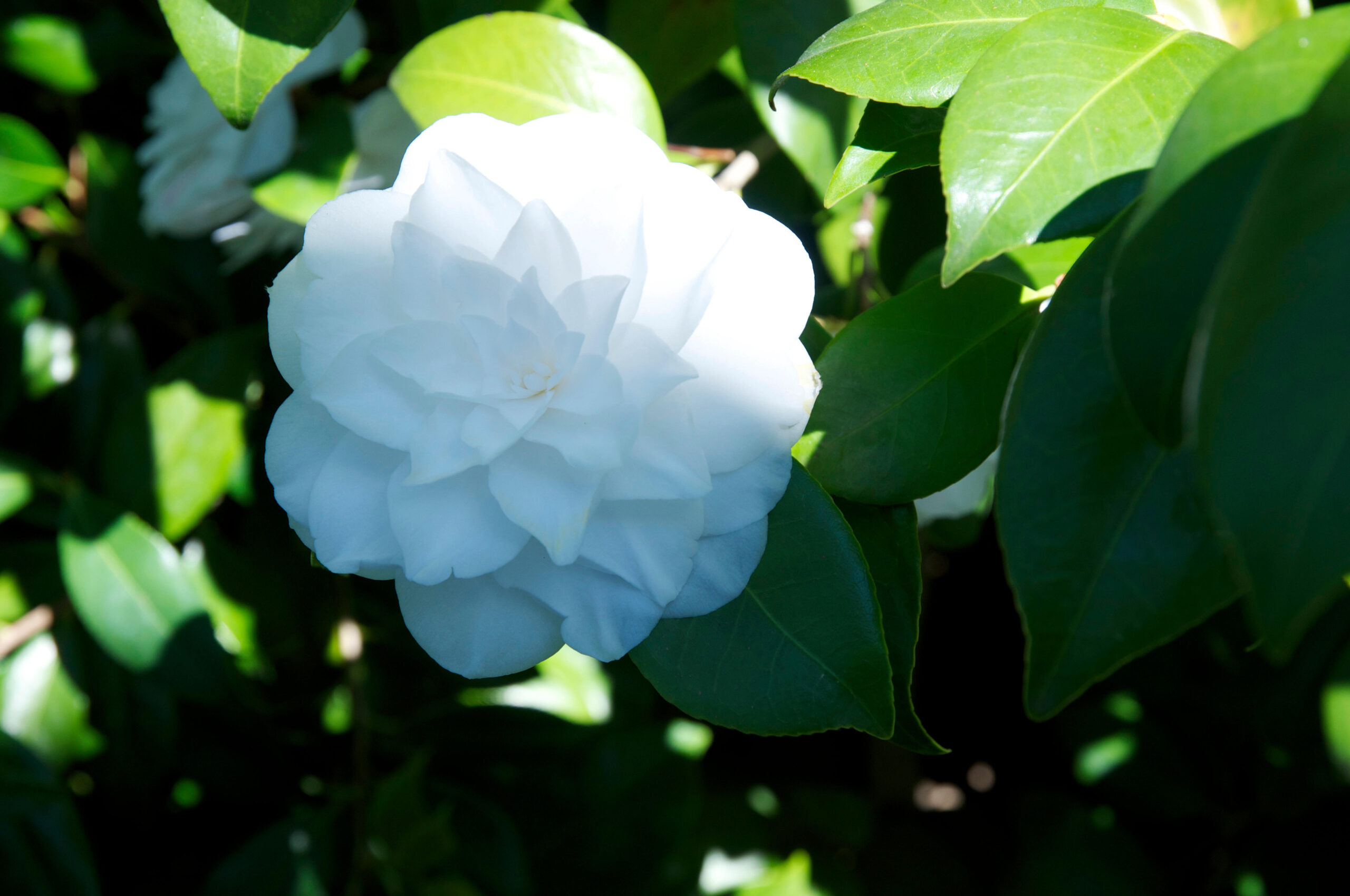 Camellia japonica ( 4 colour options )