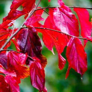 Parrotia 'Persian Spire' Autumn Colours