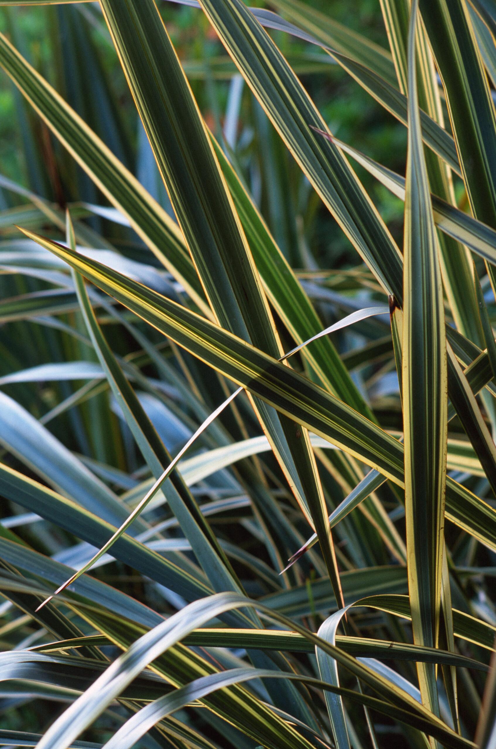Phormium tenax 'variegatum'