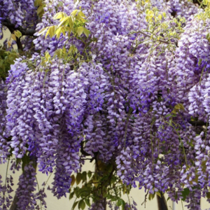Wisteria brachybotrys-Golden-King