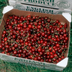 Prunus 'early rivers' cherries