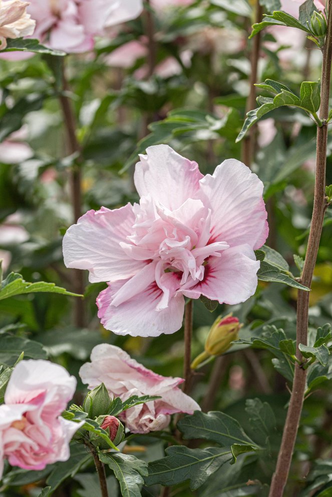 Hibiscus syr. Lady Stanley