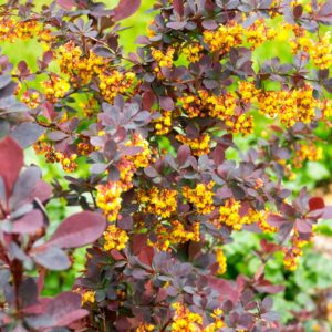 Berberis ott. Superba