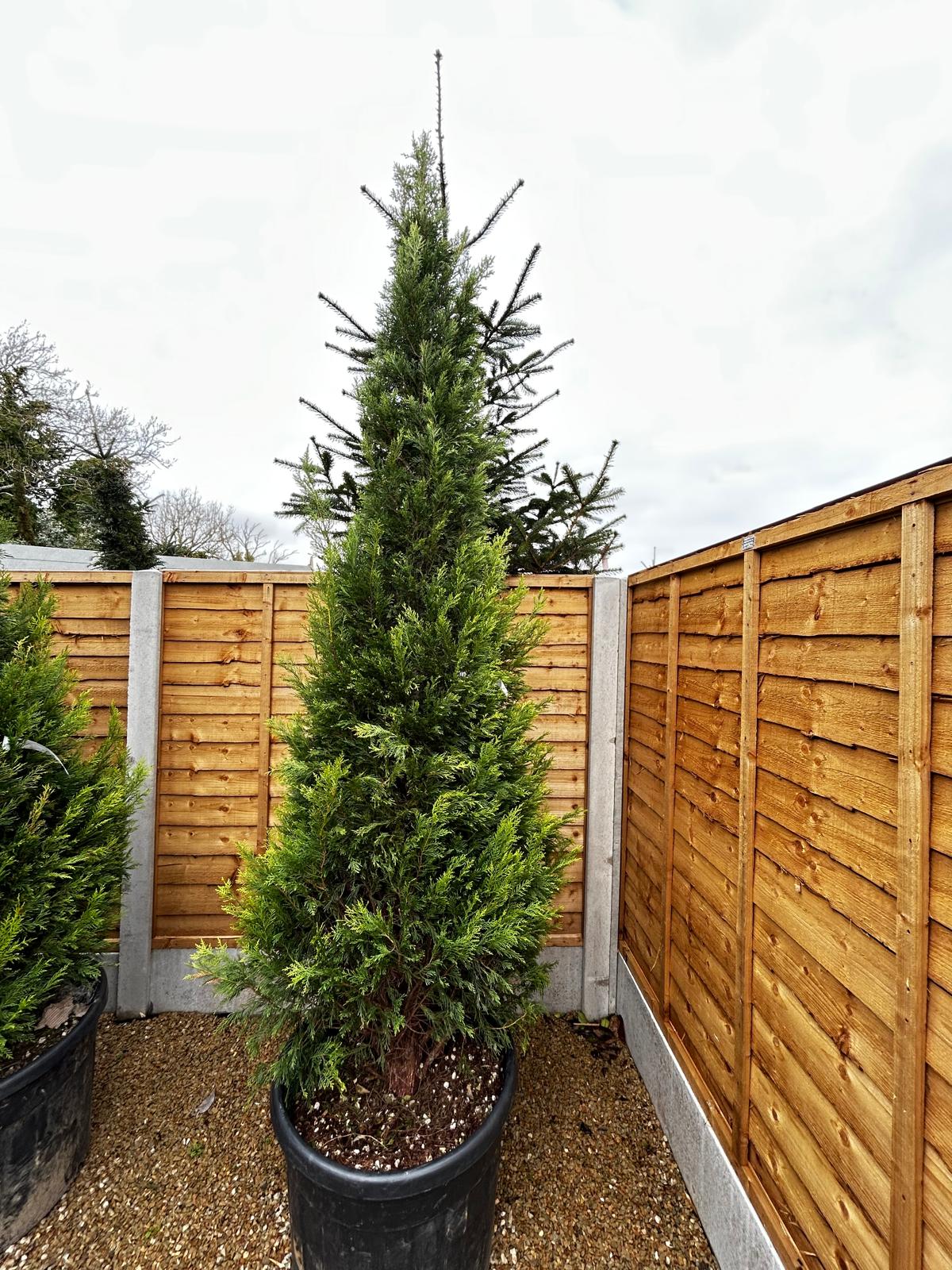 Cupressus leylandii pyramidalis, Upright leylandii