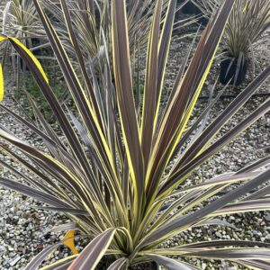 Cordyline australis ‘Electric Flash’