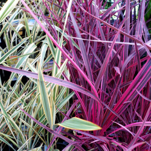 Cordyline australis ‘Electric Pink’