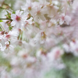 Prunus mikinori, ornamental cherry