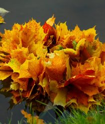 Autumn Colour