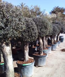 Clipped head olives