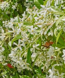 Evergreen Jasmine copy