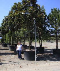 Evergreen Magnolia