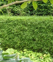 H026D1 bamboo (Fargesia murieliae 'Super Jumbo', Fargesia murieliae Super Jumbo), cultivar Super Jumbo