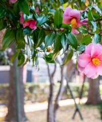 Beautiful pink camellias are blooming on the trees in the garden