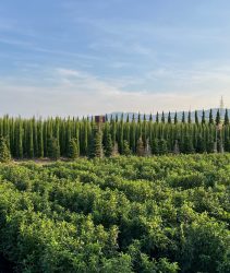 Specimen,Trees,And,Shrubs,Growing,On,A,Nursery,In,Pistoia,