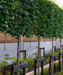 pleached hornbeam,newly planted,decisuous tree,trees,pleached,shield,shielding,screen,screening,privacy,garden,seclusion,secluded,gardens,garden desig