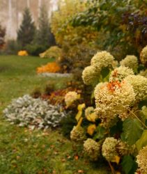 Autumn,Garden,View,With,White,Hydrangea.,Natural,Fall,Garden,With