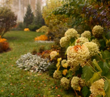 Autumn,Garden,View,With,White,Hydrangea.,Natural,Fall,Garden,With